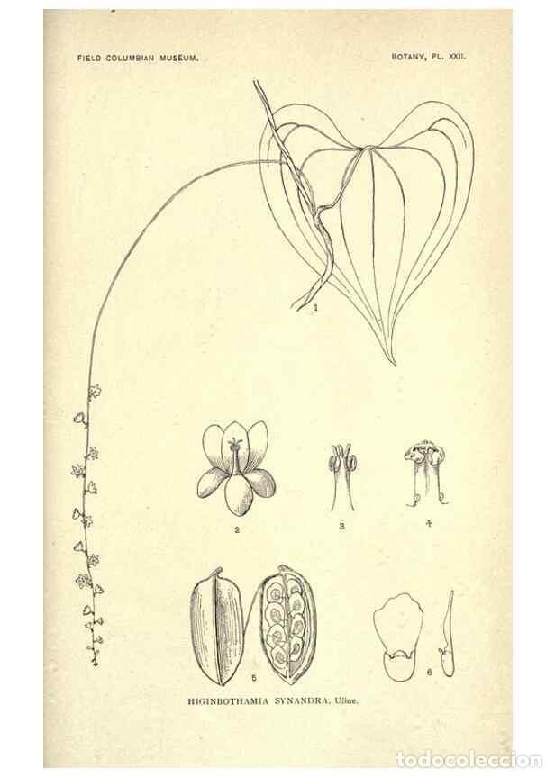 Colecionismo de Revistas e Jornais: Reproducci&oacute;n/Reproduction 49799697742: Publication.. Chicago. :Field Columbian Museum,1895-1909.. -