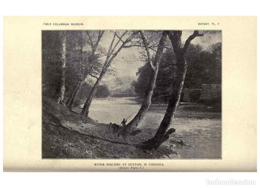 Colecionismo de Revistas e Jornais: Reproducci&oacute;n/Reproduction 49798533943: Flora of West Virginia,. Chicago,1896.. - Millspaugh, Charles