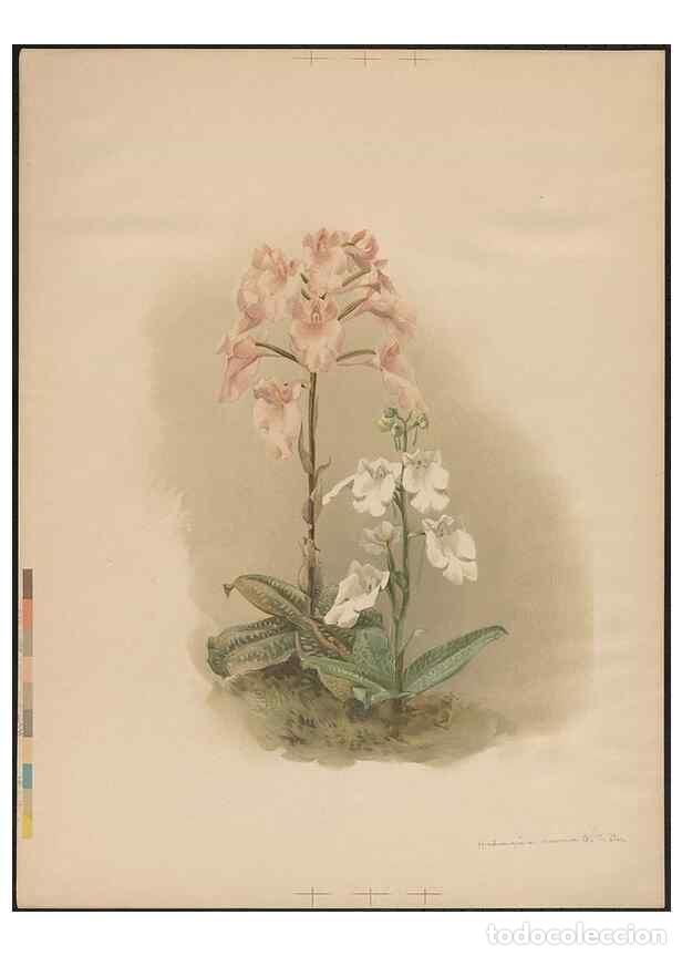 Collection Magazines and Newspapers: Reproducci&oacute;n/Reproduction 49798542702: [Reichenbachia] :. St. Albans, England? :s.n.,1895?. - Sander