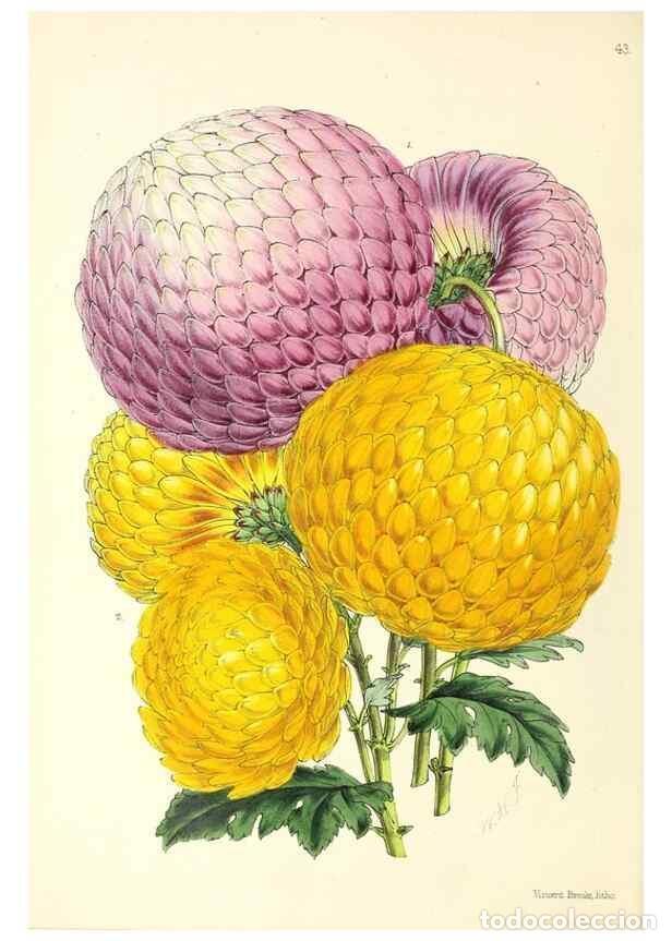 Collection Magazines and Newspapers: Reproducci&oacute;n/Reproduction 49797875272: The floral magazine;. London,L. Reeve & Co.. - Dombrain, Henr