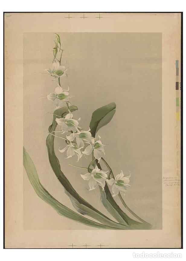 Collection Magazines and Newspapers: Reproducci&oacute;n/Reproduction 49798238276: [Reichenbachia] :. St. Albans, England? :s.n.,1895?. - Sander