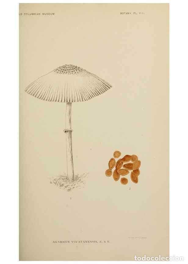 Collection Magazines and Newspapers: Reproducci&oacute;n/Reproduction 49799286071: Publication.. Chicago. :Field Columbian Museum,1895-1909.. -