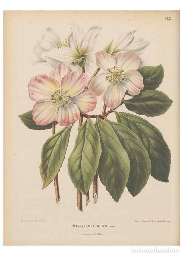 Collection Magazines and Newspapers: Reproducci&oacute;n/Reproduction 49797557083: Flora :. Groningen :J.B. Wolters,[1868]. - Witte, H.