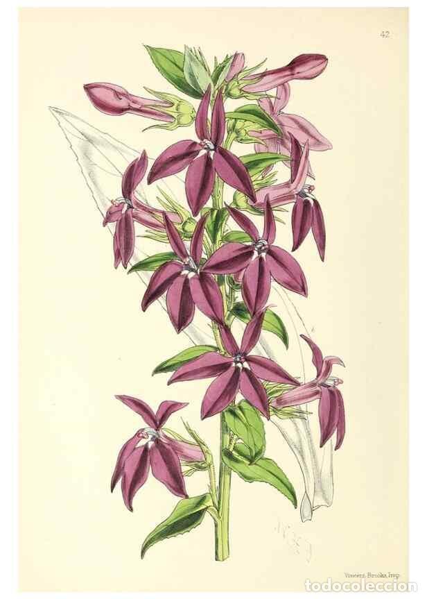 Collection Magazines and Newspapers: Reproducci&oacute;n/Reproduction 49797564911: The floral magazine;. London,L. Reeve & Co.. - Dombrain, Henr