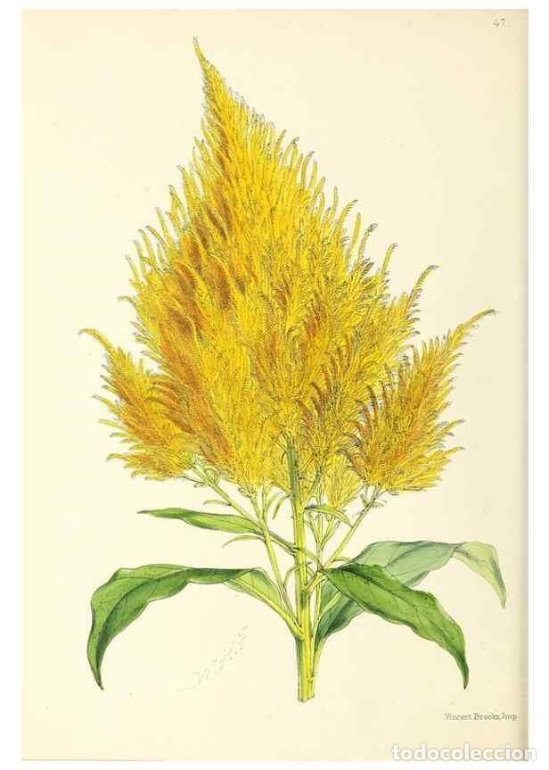 Collection Magazines and Newspapers: Reproducci&oacute;n/Reproduction 49797021138: The floral magazine;. London,L. Reeve & Co.. - Dombrain, Henr