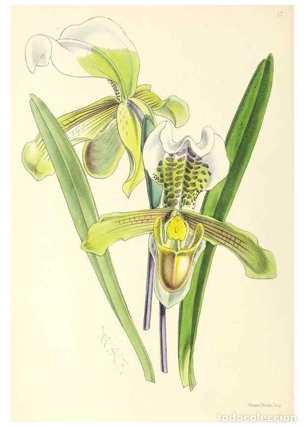 Collection Magazines and Newspapers: Reproducci&oacute;n/Reproduction 49797024143: The floral magazine;. London,L. Reeve & Co.. - Dombrain, Henr