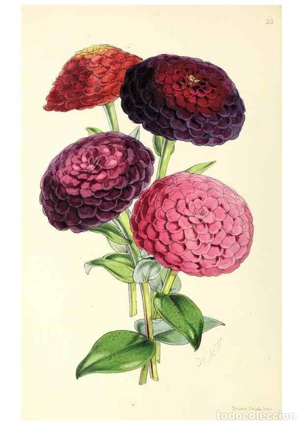 Collection Magazines and Newspapers: Reproducci&oacute;n/Reproduction 49797016793: The floral magazine;. London,L. Reeve & Co.. - Dombrain, Henr