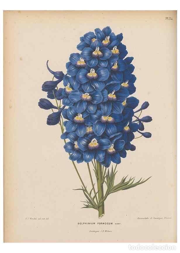 Collection Magazines and Newspapers: Reproducci&oacute;n/Reproduction 49798104421: Flora :. Groningen :J.B. Wolters,[1868]. - Witte, H.