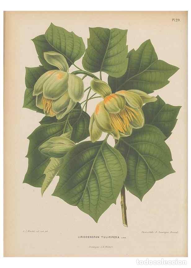 Collection Magazines and Newspapers: Reproducci&oacute;n/Reproduction 49797555858: Flora :. Groningen :J.B. Wolters,[1868]. - Witte, H.