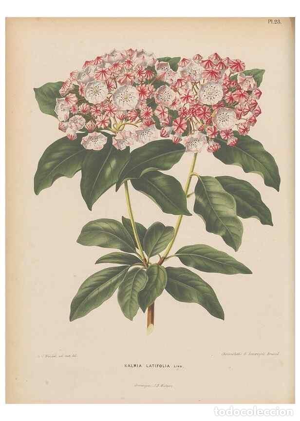 Collezionismo di Riviste e Giornali: Reproducci&oacute;n/Reproduction 49798105441: Flora :. Groningen :J.B. Wolters,[1868]. - Witte, H.