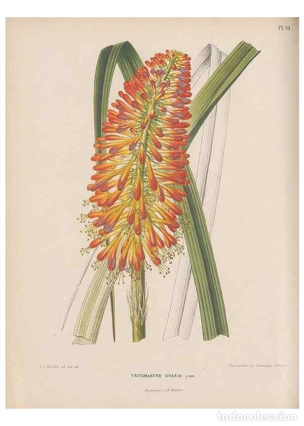 Collezionismo di Riviste e Giornali: Reproducci&oacute;n/Reproduction 49797550913: Flora :. Groningen :J.B. Wolters,[1868]. - Witte, H.