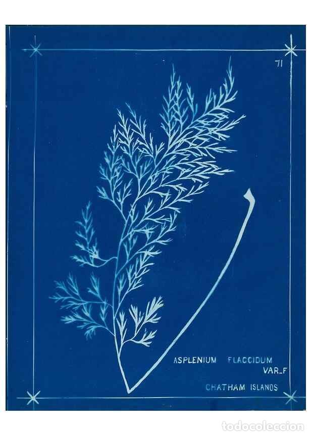 Collezionismo di Riviste e Giornali: Reproducci&oacute;n/Reproduction 49805406743: [New Zealand ferns]. Auckland, New ZealandDobbie, H. B.1880.