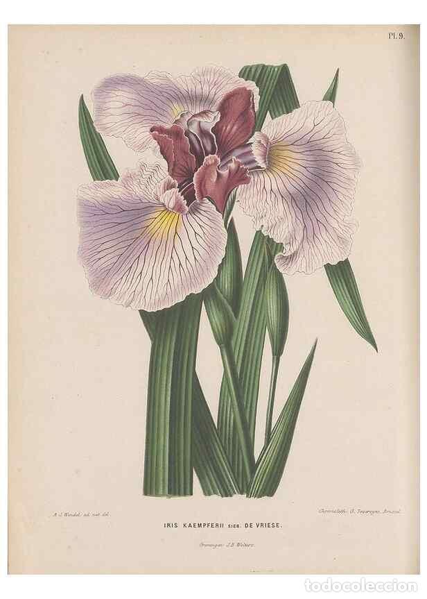 Collezionismo di Riviste e Giornali: Reproducci&oacute;n/Reproduction 49798100276: Flora :. Groningen :J.B. Wolters,[1868]. - Witte, H.