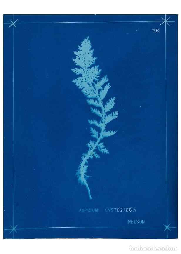 Collezionismo di Riviste e Giornali: Reproducci&oacute;n/Reproduction 49805408093: [New Zealand ferns]. Auckland, New ZealandDobbie, H. B.1880.