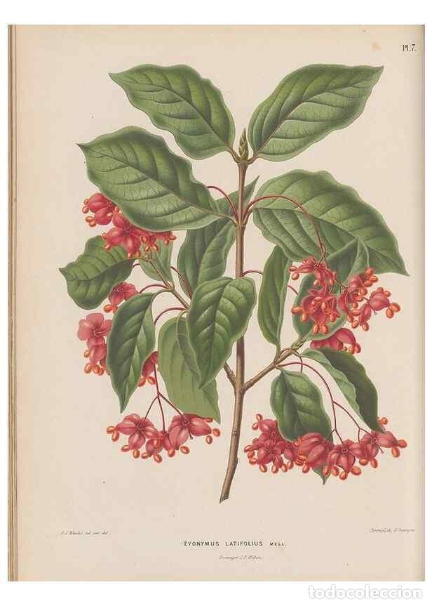 Collezionismo di Riviste e Giornali: Reproducci&oacute;n/Reproduction 49798099426: Flora :. Groningen :J.B. Wolters,[1868]. - Witte, H.