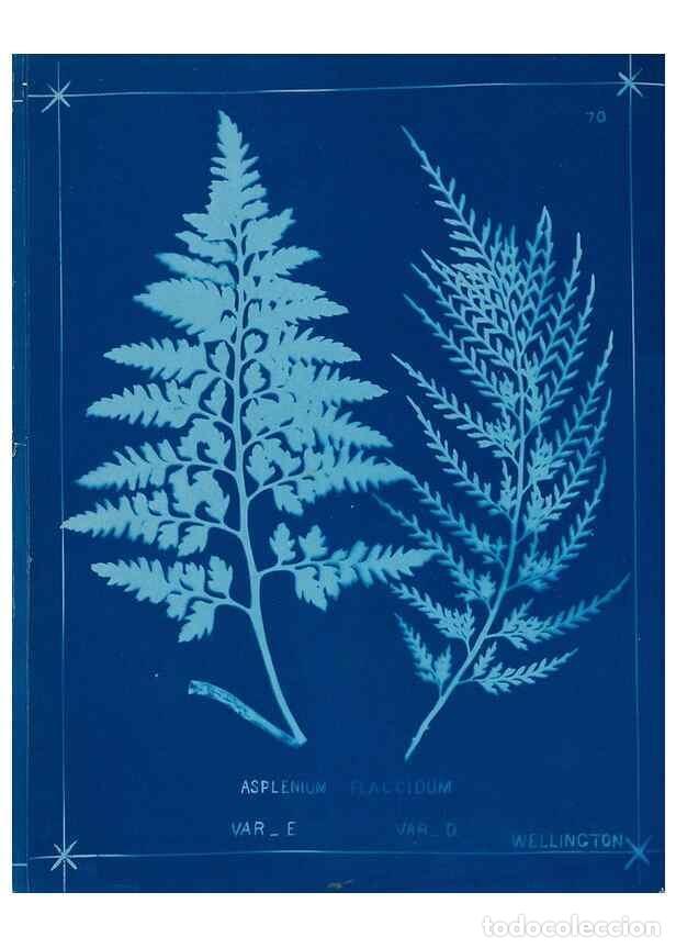Collezionismo di Riviste e Giornali: Reproducci&oacute;n/Reproduction 49805961411: [New Zealand ferns]. Auckland, New ZealandDobbie, H. B.1880.