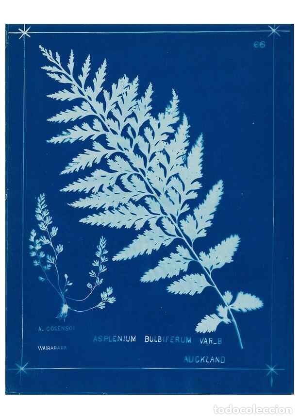 Collezionismo di Riviste e Giornali: Reproducci&oacute;n/Reproduction 49805960236: [New Zealand ferns]. Auckland, New ZealandDobbie, H. B.1880.