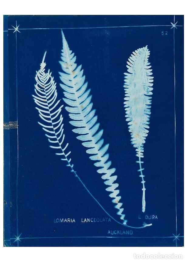Collezionismo di Riviste e Giornali: Reproducci&oacute;n/Reproduction 49805400273: [New Zealand ferns]. Auckland, New ZealandDobbie, H. B.1880.