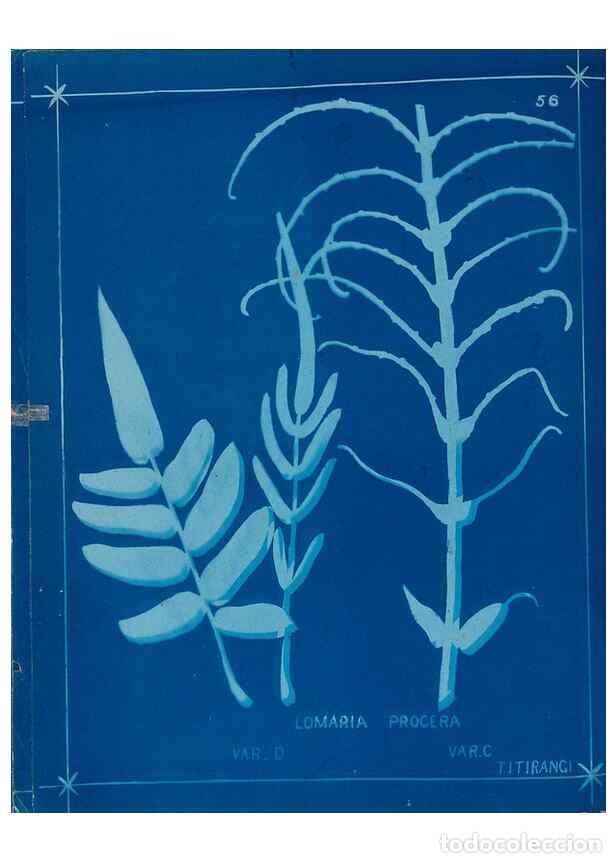 Collezionismo di Riviste e Giornali: Reproducci&oacute;n/Reproduction 49806266427: [New Zealand ferns]. Auckland, New ZealandDobbie, H. B.1880.