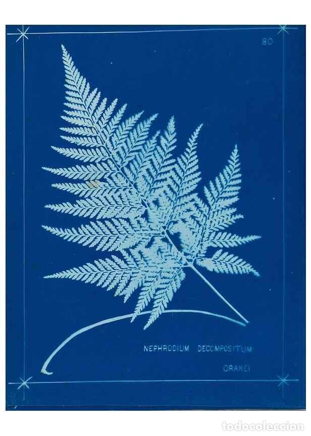 Collezionismo di Riviste e Giornali: Reproducci&oacute;n/Reproduction 49805409683: [New Zealand ferns]. Auckland, New ZealandDobbie, H. B.1880.