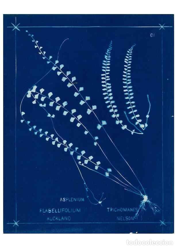 Collezionismo di Riviste e Giornali: Reproducci&oacute;n/Reproduction 49805403523: [New Zealand ferns]. Auckland, New ZealandDobbie, H. B.1880.
