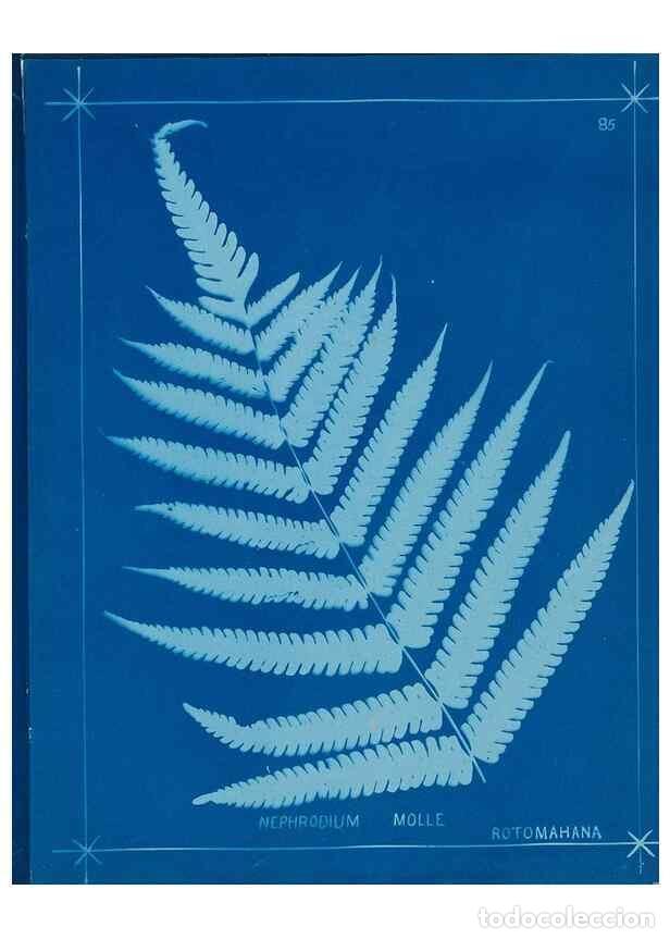 Collezionismo di Riviste e Giornali: Reproducci&oacute;n/Reproduction 49806277102: [New Zealand ferns]. Auckland, New ZealandDobbie, H. B.1880.
