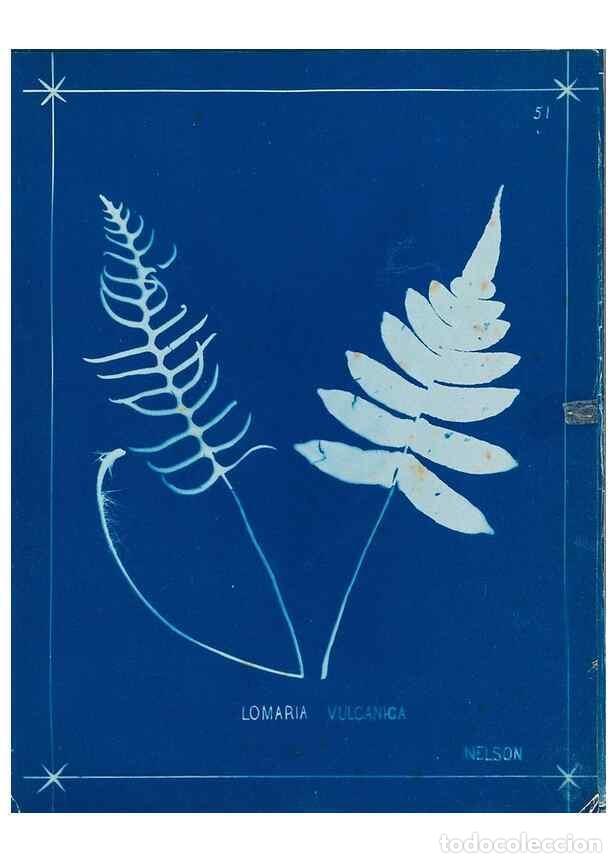 Collezionismo di Riviste e Giornali: Reproducci&oacute;n/Reproduction 49805955071: [New Zealand ferns]. Auckland, New ZealandDobbie, H. B.1880.