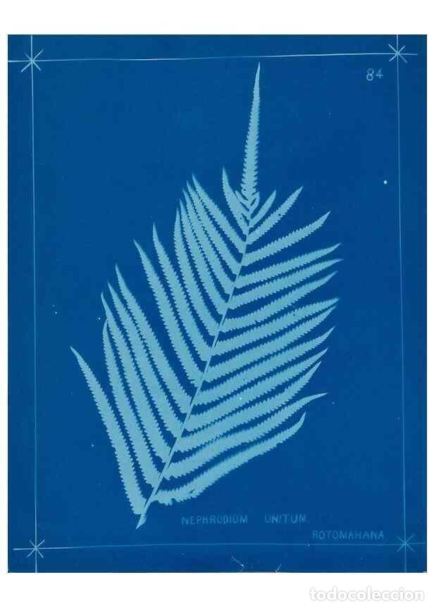 Collezionismo di Riviste e Giornali: Reproducci&oacute;n/Reproduction 49805411543: [New Zealand ferns]. Auckland, New ZealandDobbie, H. B.1880.