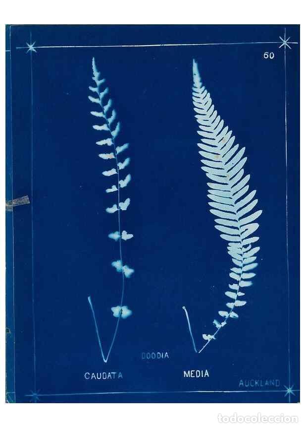Collezionismo di Riviste e Giornali: Reproducci&oacute;n/Reproduction 49806268122: [New Zealand ferns]. Auckland, New ZealandDobbie, H. B.1880.