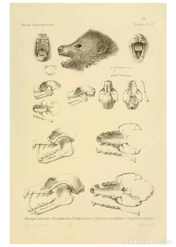 Collezionismo di Riviste e Giornali: Reproducci&oacute;n/Reproduction 49806377586: Die Flederm&auml;use des Berliner Museums f&uuml;r Naturkunde.. Berlin