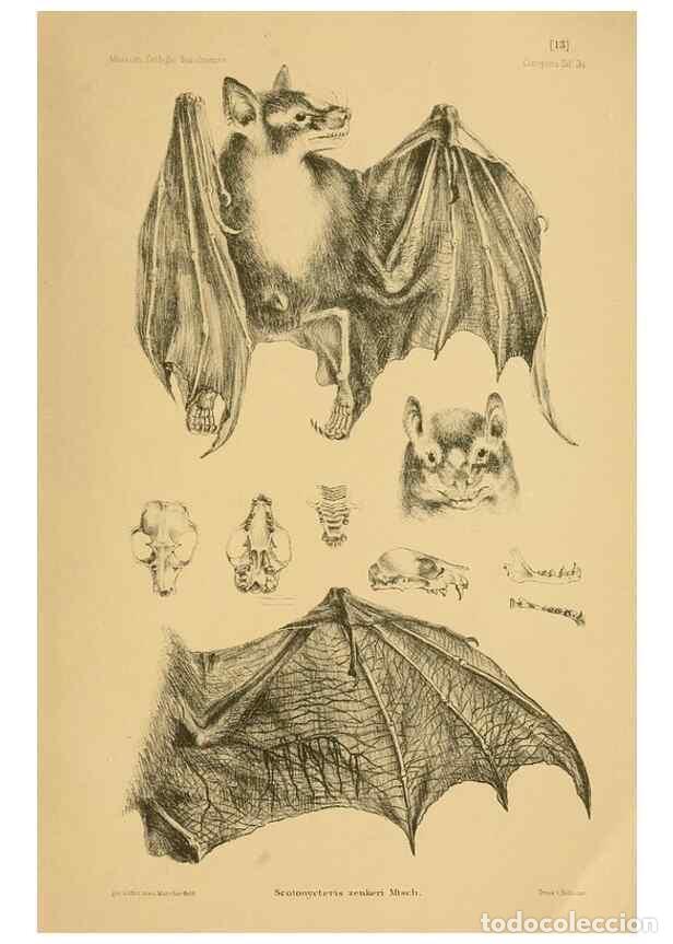 Collezionismo di Riviste e Giornali: Reproducci&oacute;n/Reproduction 49806693417: Die Flederm&auml;use des Berliner Museums f&uuml;r Naturkunde.. Berlin