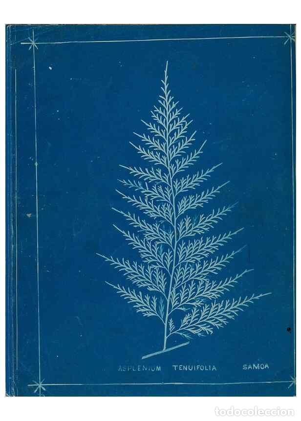 Collezionismo di Riviste e Giornali: Reproducci&oacute;n/Reproduction 49806251952: [New Zealand ferns]. Auckland, New ZealandDobbie, H. B.1880.