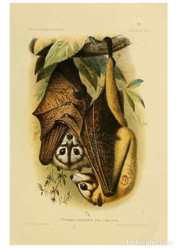 Collezionismo di Riviste e Giornali: Reproducci&oacute;n/Reproduction 49806375536: Die Flederm&auml;use des Berliner Museums f&uuml;r Naturkunde.. Berlin