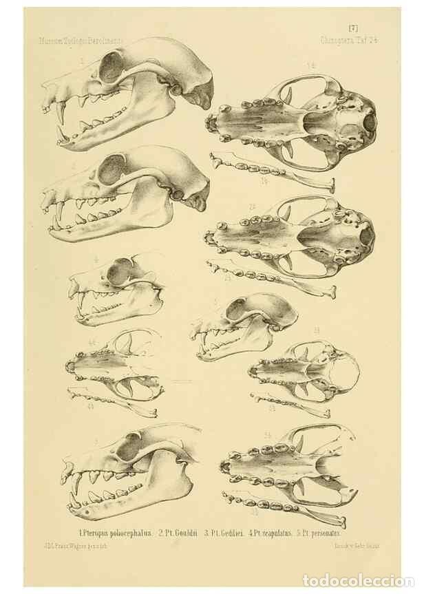 Collezionismo di Riviste e Giornali: Reproducci&oacute;n/Reproduction 49806691067: Die Flederm&auml;use des Berliner Museums f&uuml;r Naturkunde.. Berlin