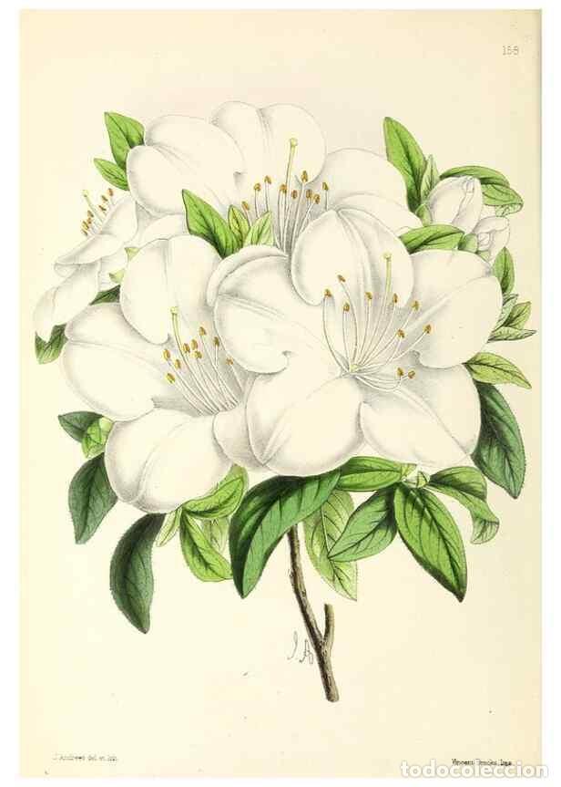 Coleccionismo de Revistas y Peri&oacute;dicos: Reproducci&oacute;n/Reproduction 49796808063: The floral magazine;. London,L. Reeve & Co.. - Dombrain, Henr