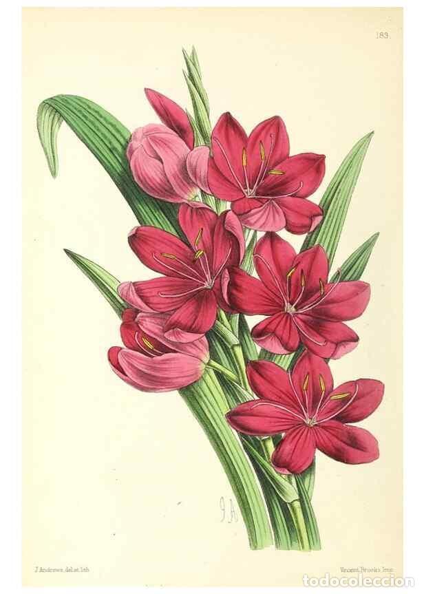 Coleccionismo de Revistas y Peri&oacute;dicos: Reproducci&oacute;n/Reproduction 49796816078: The floral magazine;. London,L. Reeve & Co.. - Dombrain, Henr