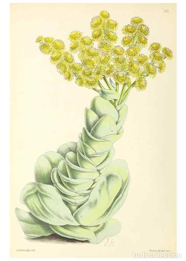 Coleccionismo de Revistas y Peri&oacute;dicos: Reproducci&oacute;n/Reproduction 49797356771: The floral magazine;. London,L. Reeve & Co.. - Dombrain, Henr