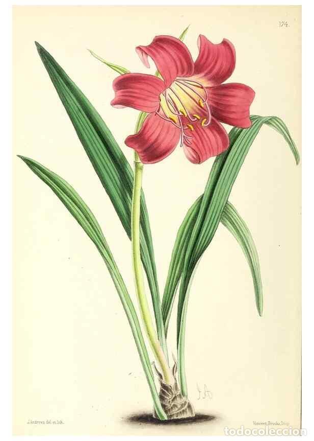 Coleccionismo de Revistas y Peri&oacute;dicos: Reproducci&oacute;n/Reproduction 49796813428: The floral magazine;. London,L. Reeve & Co.. - Dombrain, Henr