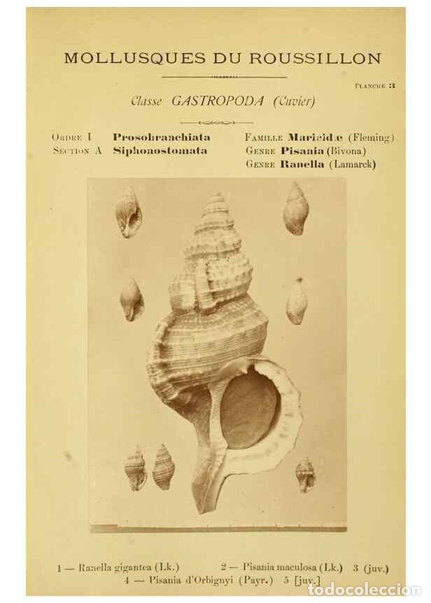 Coleccionismo de Revistas y Peri&oacute;dicos: Reproducci&oacute;n/Reproduction 49806843366: Les mollusques marins du Roussillon. Paris :J.-B. Bailli&egrave;re,[