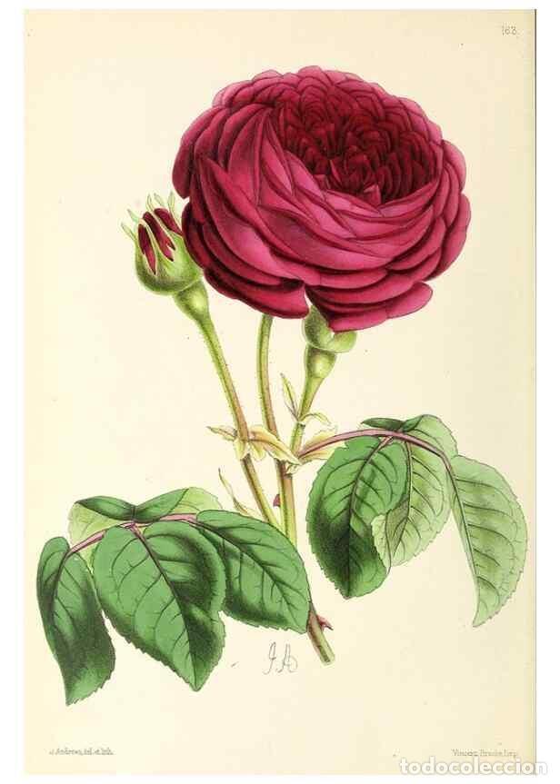 Coleccionismo de Revistas y Peri&oacute;dicos: Reproducci&oacute;n/Reproduction 49796809723: The floral magazine;. London,L. Reeve & Co.. - Dombrain, Henr