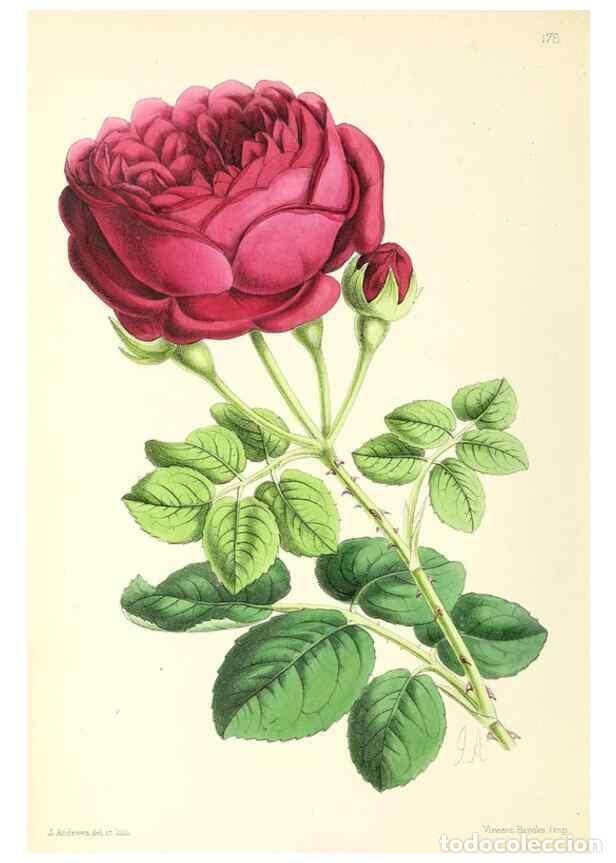 Coleccionismo de Revistas y Peri&oacute;dicos: Reproducci&oacute;n/Reproduction 49797359981: The floral magazine;. London,L. Reeve & Co.. - Dombrain, Henr