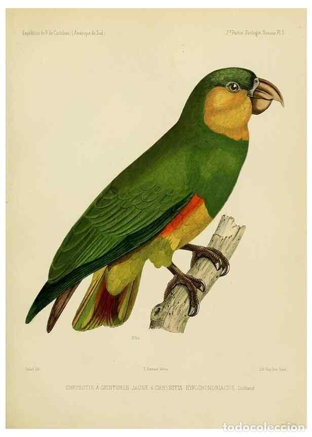 Coleccionismo de Revistas y Peri&oacute;dicos: Reproducci&oacute;n/Reproduction 49814074647: Exp&eacute;dition dans les parties centrales de l'Am&eacute;rique du Sud. P