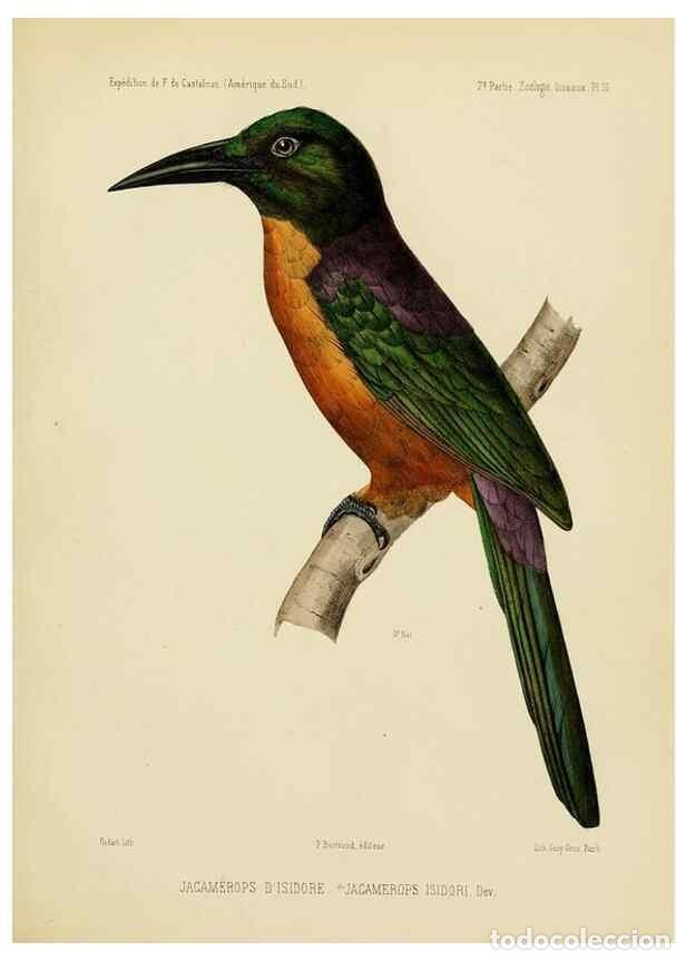 Coleccionismo de Revistas y Peri&oacute;dicos: Reproducci&oacute;n/Reproduction 49813227438: Exp&eacute;dition dans les parties centrales de l'Am&eacute;rique du Sud. P