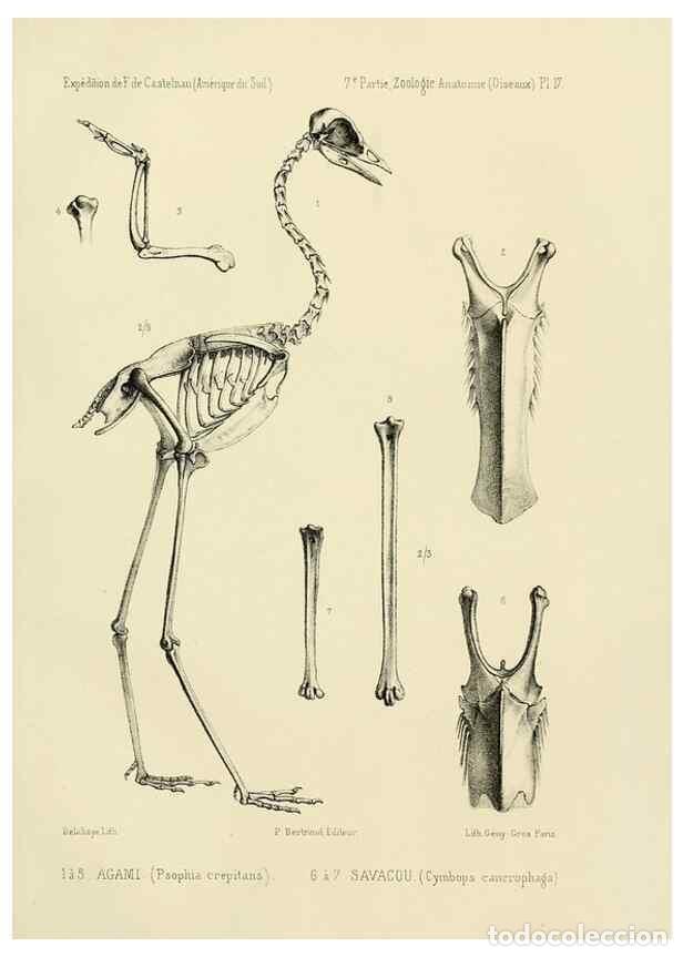 Coleccionismo de Revistas y Peri&oacute;dicos: Reproducci&oacute;n/Reproduction 49813224618: Exp&eacute;dition dans les parties centrales de l'Am&eacute;rique du Sud. P