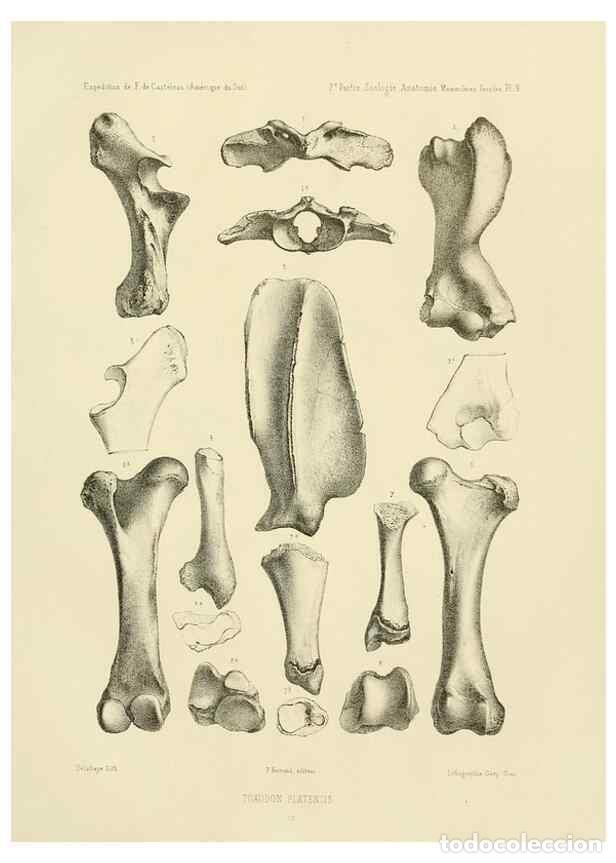 Coleccionismo de Revistas y Peri&oacute;dicos: Reproducci&oacute;n/Reproduction 49813760161: Exp&eacute;dition dans les parties centrales de l'Am&eacute;rique du Sud. P