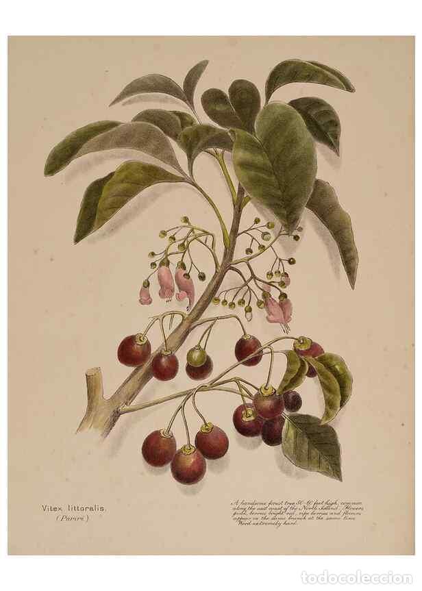 Collectionnisme de Revues et Journaux: Reproducci&oacute;n/Reproduction 49813695993: New Zealand berries. Nelson, N.Z.H.D. Jackson[1894?]. - Harri