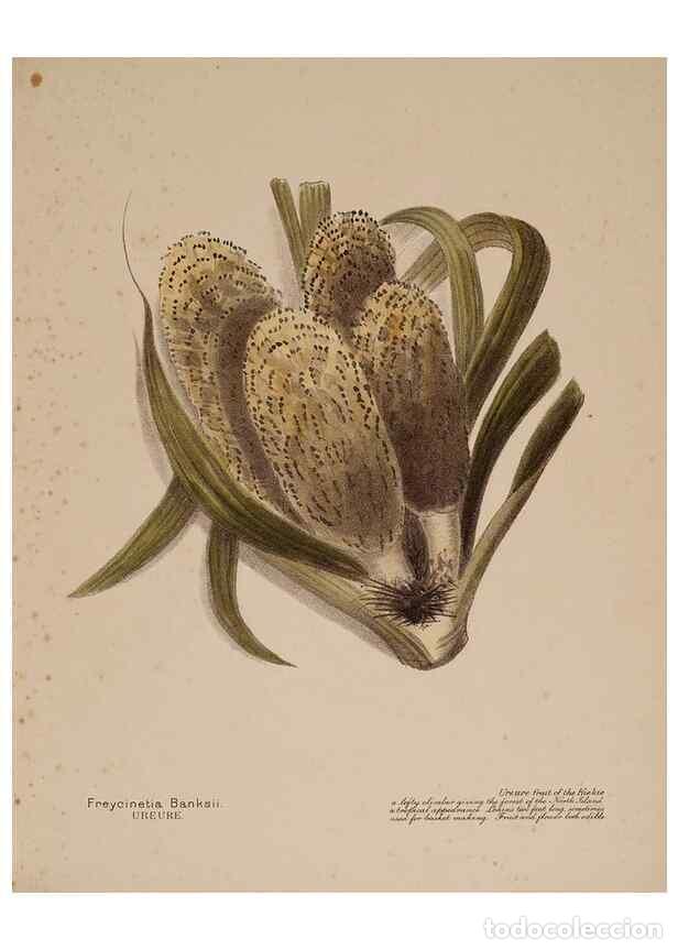 Collezionismo di Riviste e Giornali: Reproducci&oacute;n/Reproduction 49813698653: New Zealand berries. Nelson, N.Z.H.D. Jackson[1894?]. - Harri