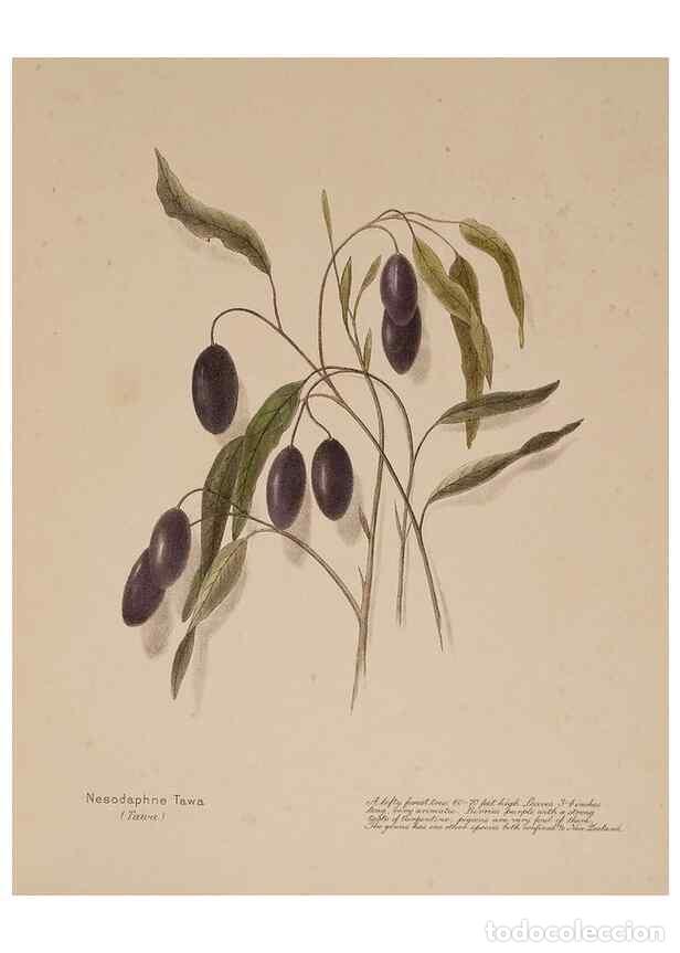 Collezionismo di Riviste e Giornali: Reproducci&oacute;n/Reproduction 49814548037: New Zealand berries. Nelson, N.Z.H.D. Jackson[1894?]. - Harri