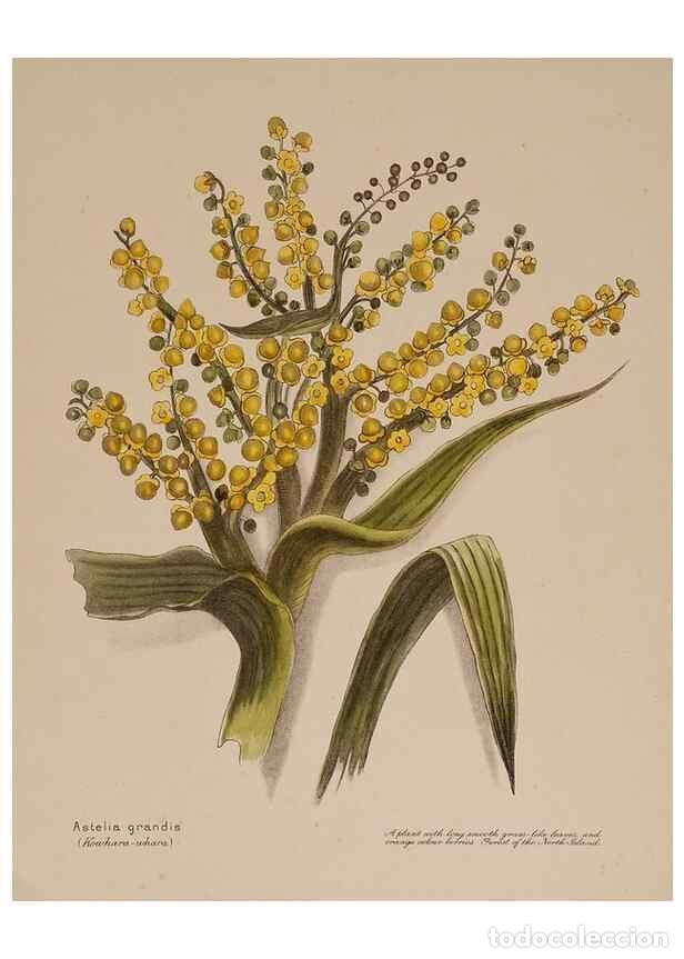 Sammeln von Zeitschriften und Zeitungen: Reproducci&oacute;n/Reproduction 49814543792: New Zealand berries. Nelson, N.Z.H.D. Jackson[1894?]. - Harri
