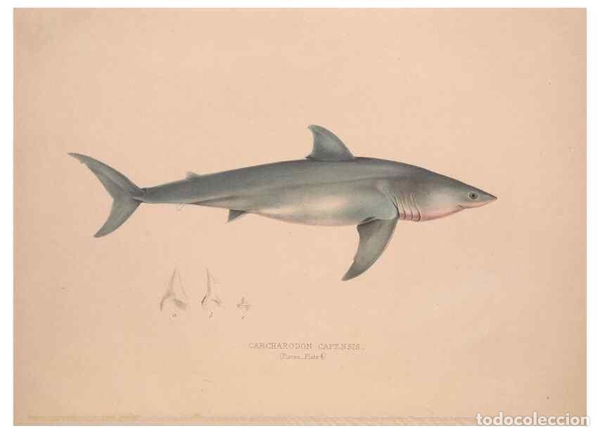 Collection Magazines and Newspapers: Reproducci&oacute;n/Reproduction 49807319532: Illustrations of the zoology of South Africa. London :Smith,